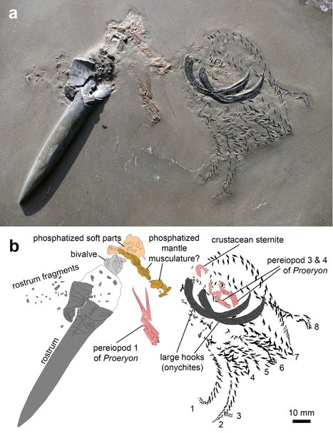 Fossiles : un crustacé mangé par une bélemnite croquée par un requin | EntomoNews | Scoop.it