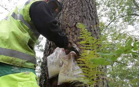 Landes/Gironde : un nouveau souffle pour la résine de pin | Landes | Scoop.it