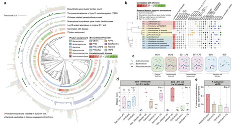 Reconstructing plant beneficial bacterial consortia by integrating dilution-to-extinction microbiome perturbation with genome-resolved synthetic ecology | brvp | RMH | Scoop.it