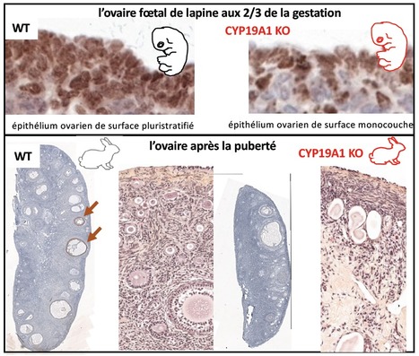 L’inactivation du gène de l’aromatase chez le lapin démontre le rôle fondamental des œstrogènes dans l’établissement du stock de cellules germinales dans l’ovaire fœtal | Life Sciences Université Paris-Saclay | Scoop.it