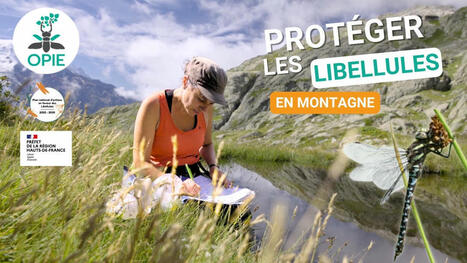 Sortie des 6 courts-métrages du PNA libellules | Variétés entomologiques | Scoop.it