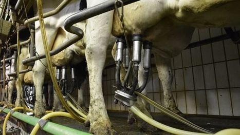 Nouvelle laiterie : « En direct des éleveurs », la laiterie qui se passe d'intermédiaire | Lait de Normandie... et d'ailleurs | Scoop.it