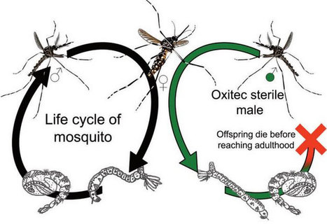 Le moustique Friendly™  Aedes d'Oxitec reçoit une évaluation positive pour la norme européenne en matière de santé humaine et d'environnement | EntomoNews | Scoop.it