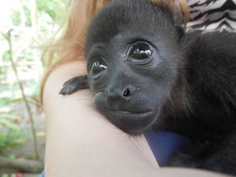How Animal Rescuers Are Burning Out Their Empathy  | Empathy and Animals | Scoop.it
