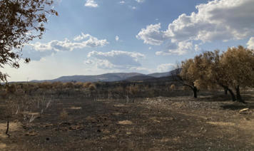 Megafire Burns 120,000 Olive Trees in Evros, NE GREECE | CIHEAM Press Review | Scoop.it