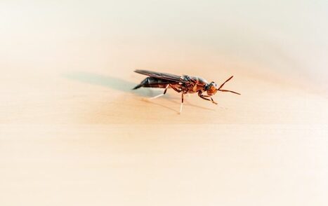 At the World’s Biggest Bug Farm, 10 Billion Maggots Recycle Food Waste - The Japan News | Industry 411 - Waste Management | Scoop.it