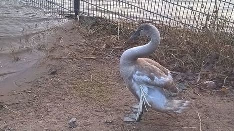 Korkeasaari kertoi varoittavan esimerkin: Pullalla syötetty joutsen piti lopettaa | 1Uutiset - Lukemisen tähden | Scoop.it