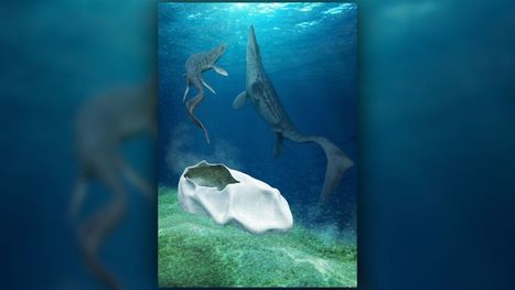 Ancient Antarctic Mosasaur may have laid a football-size egg | Amazing Science | Scoop.it