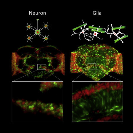 Alzheimer : les agrégats de protéine béta-amyloïde produits par les cellules gliales sont moins toxiques que ceux produits par les neurones parce que plus "matures" révèle une étude chez la drosophile | EntomoNews | Scoop.it