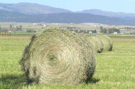 Agriculture 3.0 or (Smart) Agroecology? | Elevage et numérique | Scoop.it