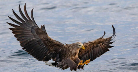 PFAS: les aigles et autres rapaces peuvent &ecirc;tre des "esp&egrave;ces sentinelles" pour surveiller les polluants &eacute;ternels - Geo | Biodiversit&eacute; | Scoop.it