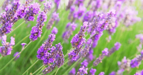 Sommarens mirakel&ouml;rt &ndash; 10 saker du inte visste att du kan g&ouml;ra med lavendel | Lehti | Scoop.it