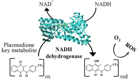 La levure pour &eacute;tudier le mode d&rsquo;action de la plasmodione, une mol&eacute;cule antipaludique en d&eacute;veloppement | Life Sciences Universit&eacute; Paris-Saclay | Scoop.it