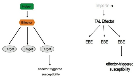 Cold Spring Harbor Symposium on Quantitative Biology: Effector Biology of Plant-Associated Organisms: Concepts and Perspectives (2012) | Publications | Scoop.it