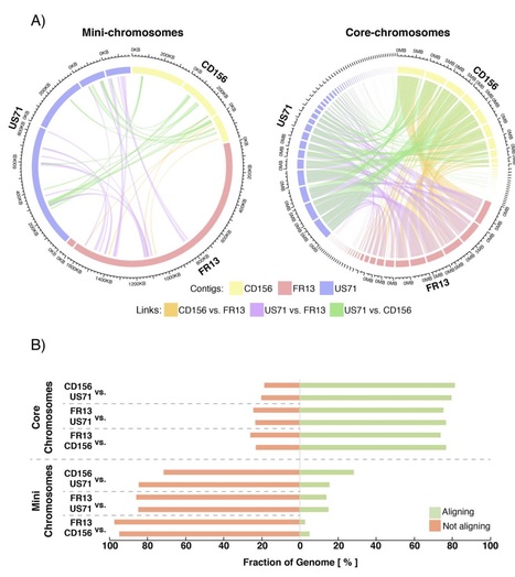 bioRxiv: Genomic rearrangements generate hypervariable mini-chromosomes in host-specific lineages of the blast fungus (2020) | Plant Pathogenomics | Scoop.it