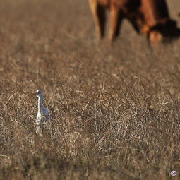 Héron Garde-boeufs (Bubulcus ibis), Cattle Egret | Camargue Nature | Scoop.it