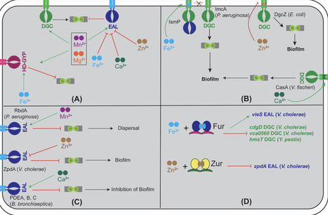 Roles of divalent metals in the regulation of cyclic di-GMP signaling in bacteria | jbac | RMH | Scoop.it