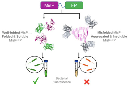 Optimization of a High-Throughput Screen for Monitoring Disease-Associated Protein Misfolding and Aggregation in Bacteria | ASB | RMH | Scoop.it