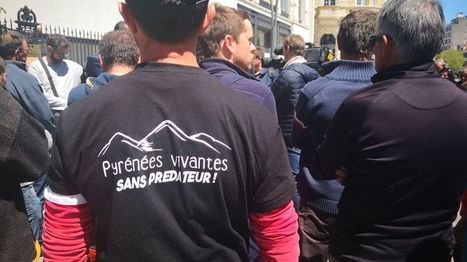 Pyrénées : les éleveurs bientôt prévenus de la présence de l'ours par SMS | Vallées d'Aure & Louron - Pyrénées | Scoop.it