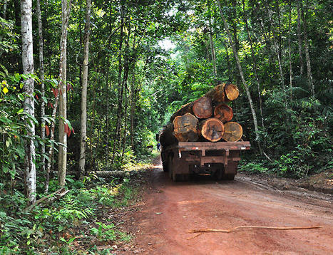 Un nouveau réseau mondial mesure la résilience des forêts aménagées - CIRAD | Insect Archive | Scoop.it