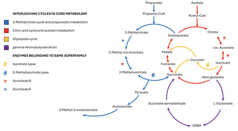 Integrative Modeling and Analysis of Fungal Central Carbon Metabolism | brvme | RMH | Scoop.it