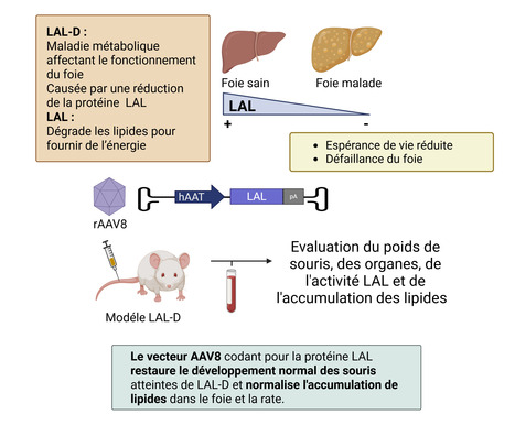 Correction du déficit en lipase acide lysosomale par thérapie génique à l’aide d’un rAAV8 dans un modèle murin | Life Sciences Université Paris-Saclay | Scoop.it