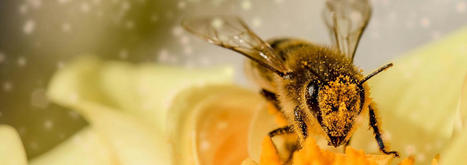 Les vert&eacute;br&eacute;s et beaucoup d&rsquo;invert&eacute;br&eacute;s sont conscients | EntomoScience | Scoop.it