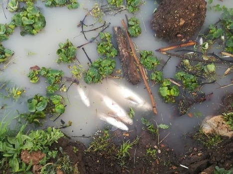 Now Inanda Dam tainted as chemical spill into KZN rivers spreads / 16.08.2019 | Pollution accidentelle des eaux par produits chimiques | Scoop.it