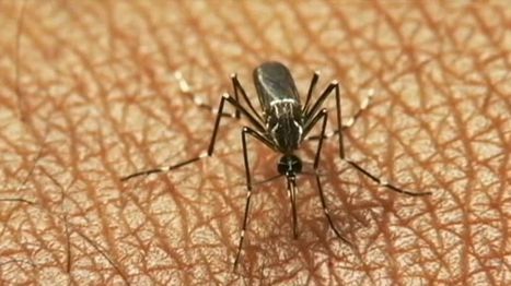Depuis début juillet, 11 personnes victimes de l’infection à virus West Nile dans les Alpes-maritimes | EntomoNews | Scoop.it