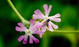 Life-affirming flash of colour in the hedgerow | Nature Flash | Scoop.it