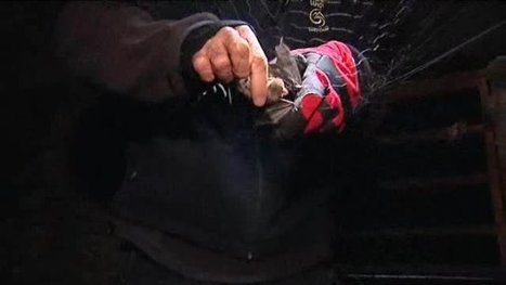 Page nature : chauves-souris dans la r&eacute;serve naturelle des cheires et grottes de Volvic - France 3 Auvergne | Biodiversit&eacute; | Scoop.it