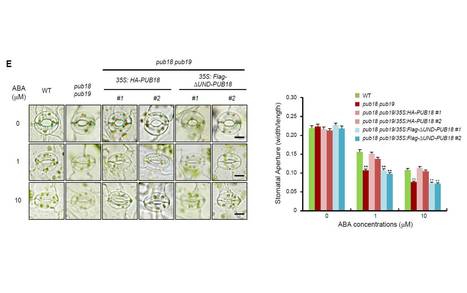 The N-terminal UND Motif of the Arabidopsis U-box E3 Ligase PUB18 is Critical for the Negative Regulation of ABA-mediated Stomatal Movement and Determines its Ubiquitination Specificity for Exocyst... | The Plant Cell | Scoop.it