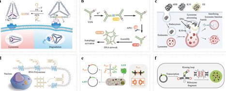 Intracellular nucleic acid nanotechnology | cin | RMH | Scoop.it