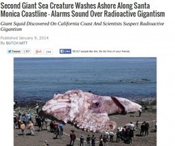Giant Squid Satire: Photo of Santa Monica Giant Squid is a Hoax; Tricks Some | TheEpochTimes.com | @The Convergence of ICT, the Environment, Climate Change, EV and HEV Transportation & Distributed Renewable Energy | Scoop.it