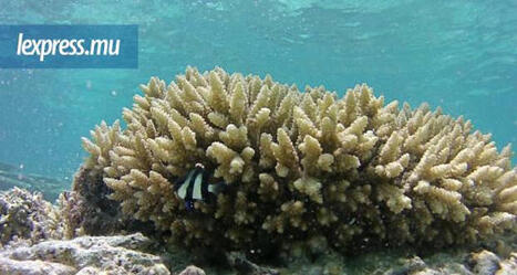 BIODIVERSIT&Eacute; MARINE : Vers la domestication du trait&eacute; BBNJ | DURABILITES | Scoop.it