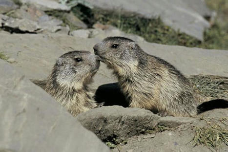 Pyrénées : plongées tout l’hiver dans un profond sommeil, les marmottes se réveillent et sortent de leurs terriers | Vallées d'Aure & Louron - Pyrénées | Scoop.it