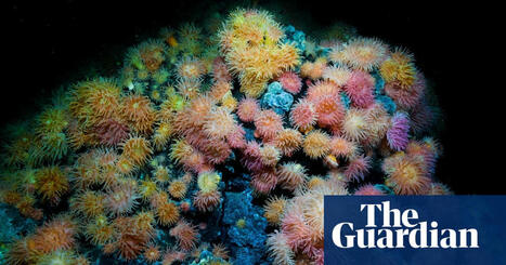 Norway sued over deep-sea mining plans | Deep-sea mining | The Guardian | Microeconomics: IB Economics | Scoop.it