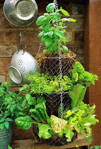 Hanging basket herb garden | 1001 Gardens | 1001 Gardens ideas ! | Scoop.it