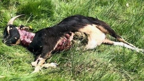 Ranrupt : sans doute une nouvelle attaque du loup | Loup | Scoop.it