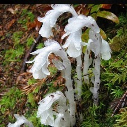 Indian Pipe: Is it a fungus or plant? | Gardening Life | Scoop.it