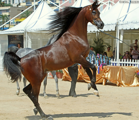 Pur sang arabe : la Galerie des Champions | Salon du Cheval | Scoop.it