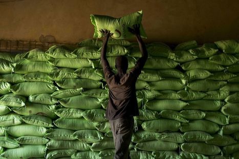 Riz : le Sénégal veille au grain | Questions de développement ... | Scoop.it