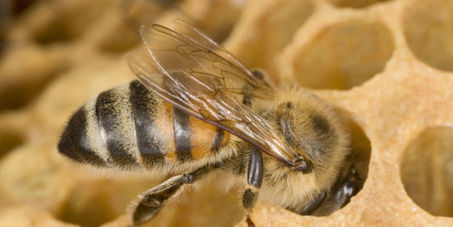 Un quatrième insecticide mortel pour les abeilles interdit en UE | EntomoNews | Scoop.it