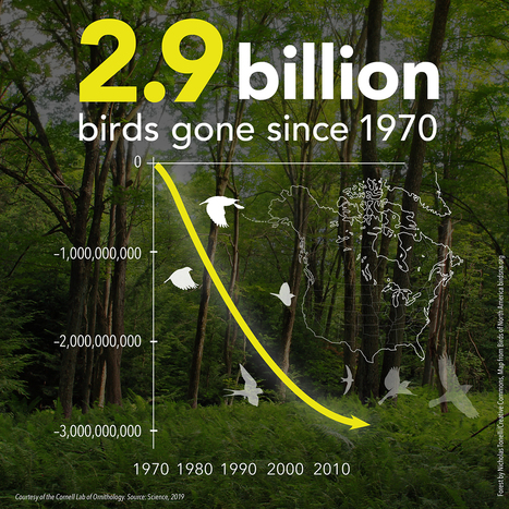 Birds Are Disappearing In PA. Should You Care? | Newtown News of Interest | Scoop.it