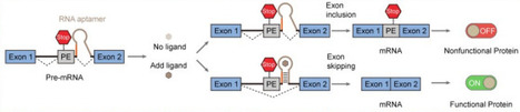 Multiplexed mammalian gene control via modular splicing riboswitches | brvbe | RMH | Scoop.it