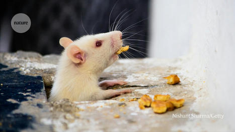 Brain cells control how fast you eat — and when you stop | Amazing Science | Scoop.it