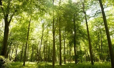 Include trees in climate modelling, say scientists | BIODIVERSITY IS LIFE  &ndash; | Scoop.it