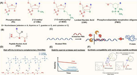 Recent developments in the delivery of peptide nucleic acid (PNAs) | RSC | RMH | Scoop.it
