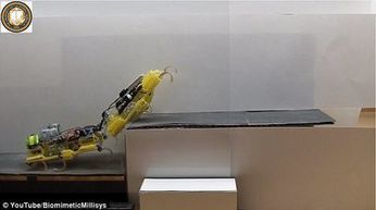 La fourmi co-construit la robotique | Variétés entomologiques | Scoop.it