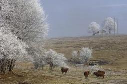 Le rôle de l’élevage dans le paysage - Actualité 05-09-2013 - REUSSIR BOVINS VIANDE | SCIENCES DE L' ANIMAL | Scoop.it